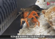 开云体育入口-无虾井深海生物团积狂暴袭击海鲜养殖基地